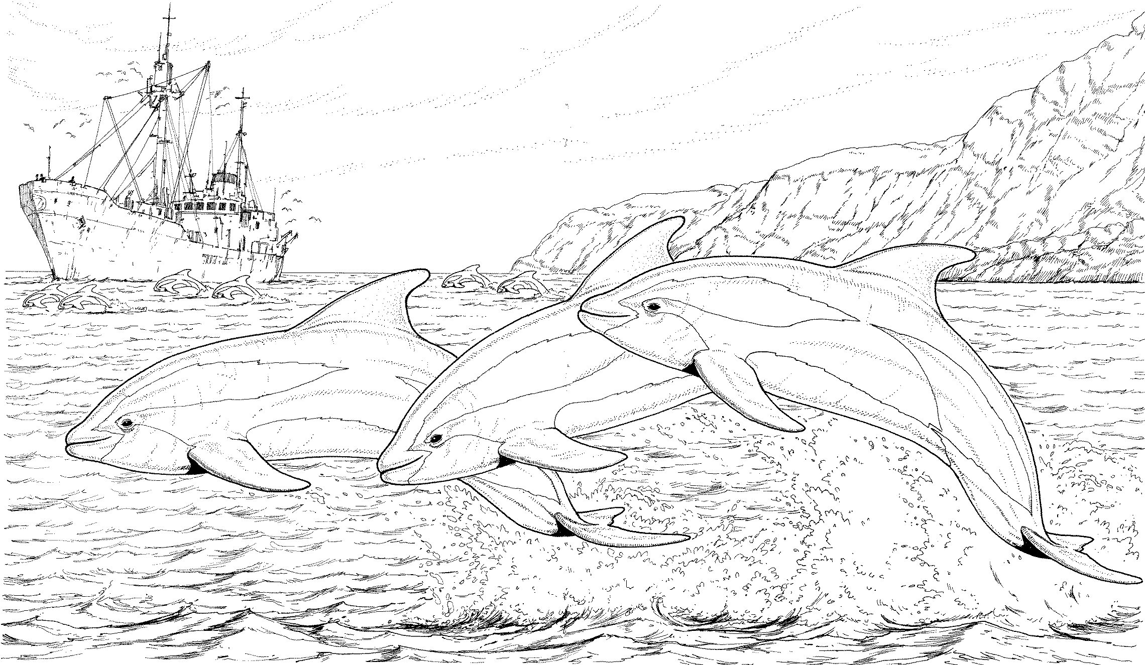 Dolphin Coloring Pages Free Advanced