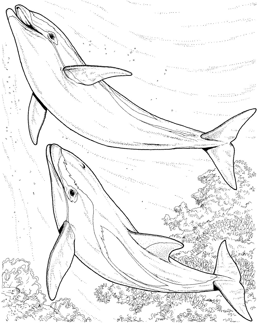 Color, Dolphins, Coloring pages