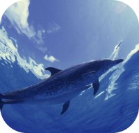 Dolphin Habitat Photo
