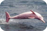 Pink Dolphin Photo