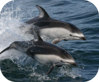 Pacific White Sided Dolphin Photo