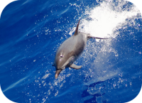 Spotted Dolphin Photo