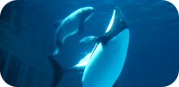Commerson's Dolphin Photo