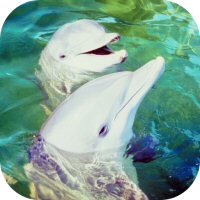 Dolphin Species Photo