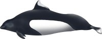 White Beaked Dolphin Information