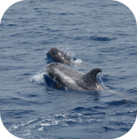 Risso's Dolphin Photo