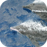 Rough Toothed Dolphins