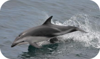 Dusky Dolphin Photo