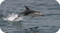 Dusky Dolphin Picture