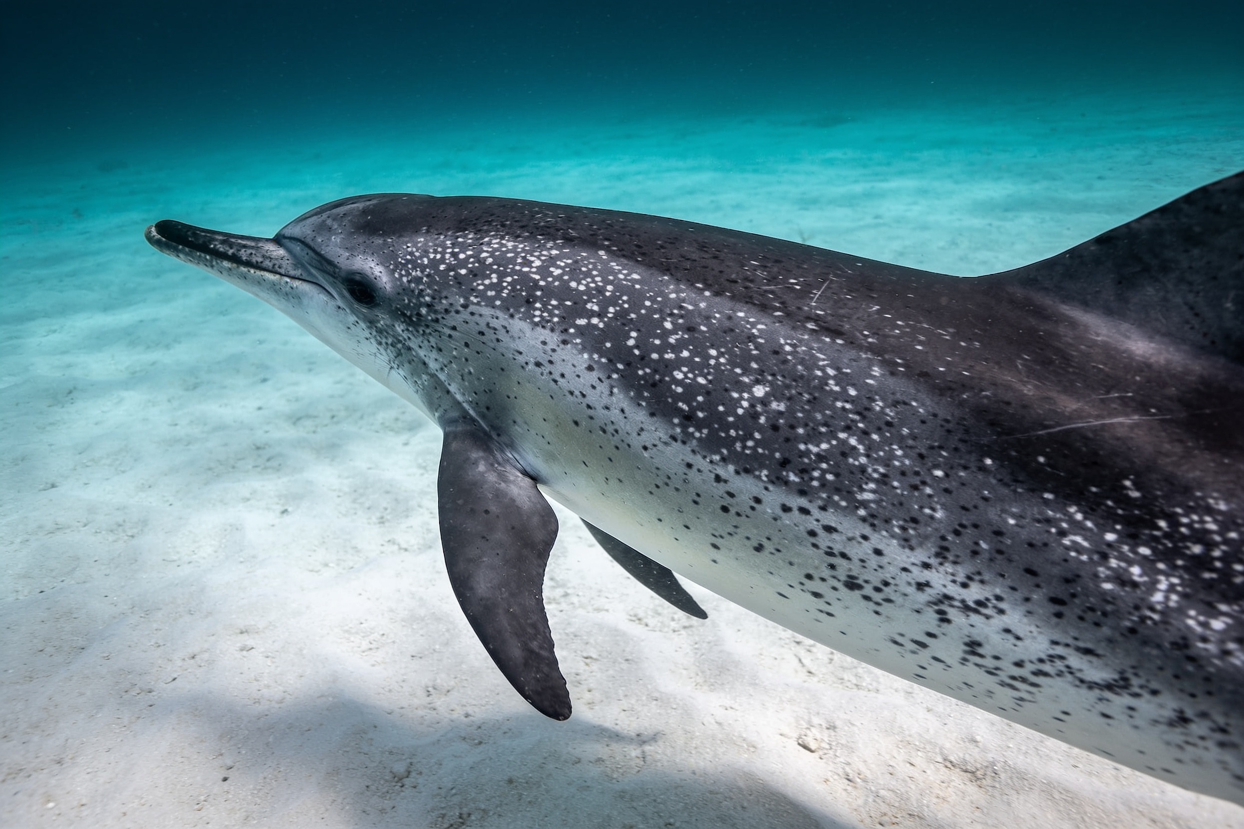 Atlantic Spotted Dolphin