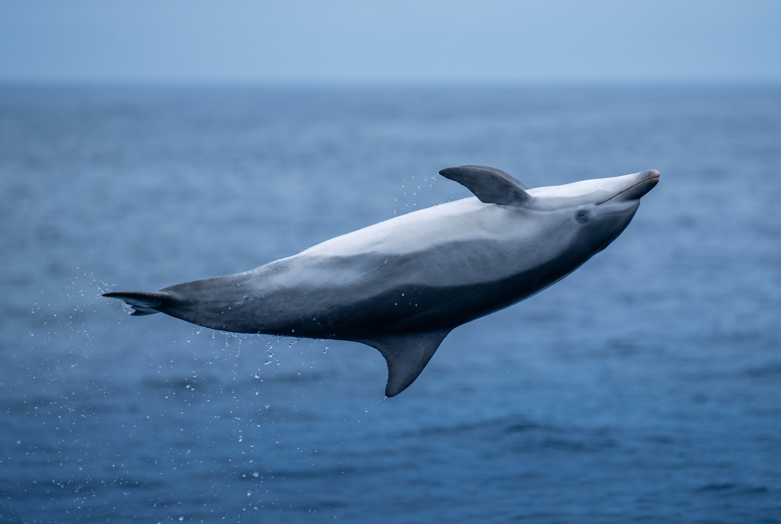 Clymene Dolphin