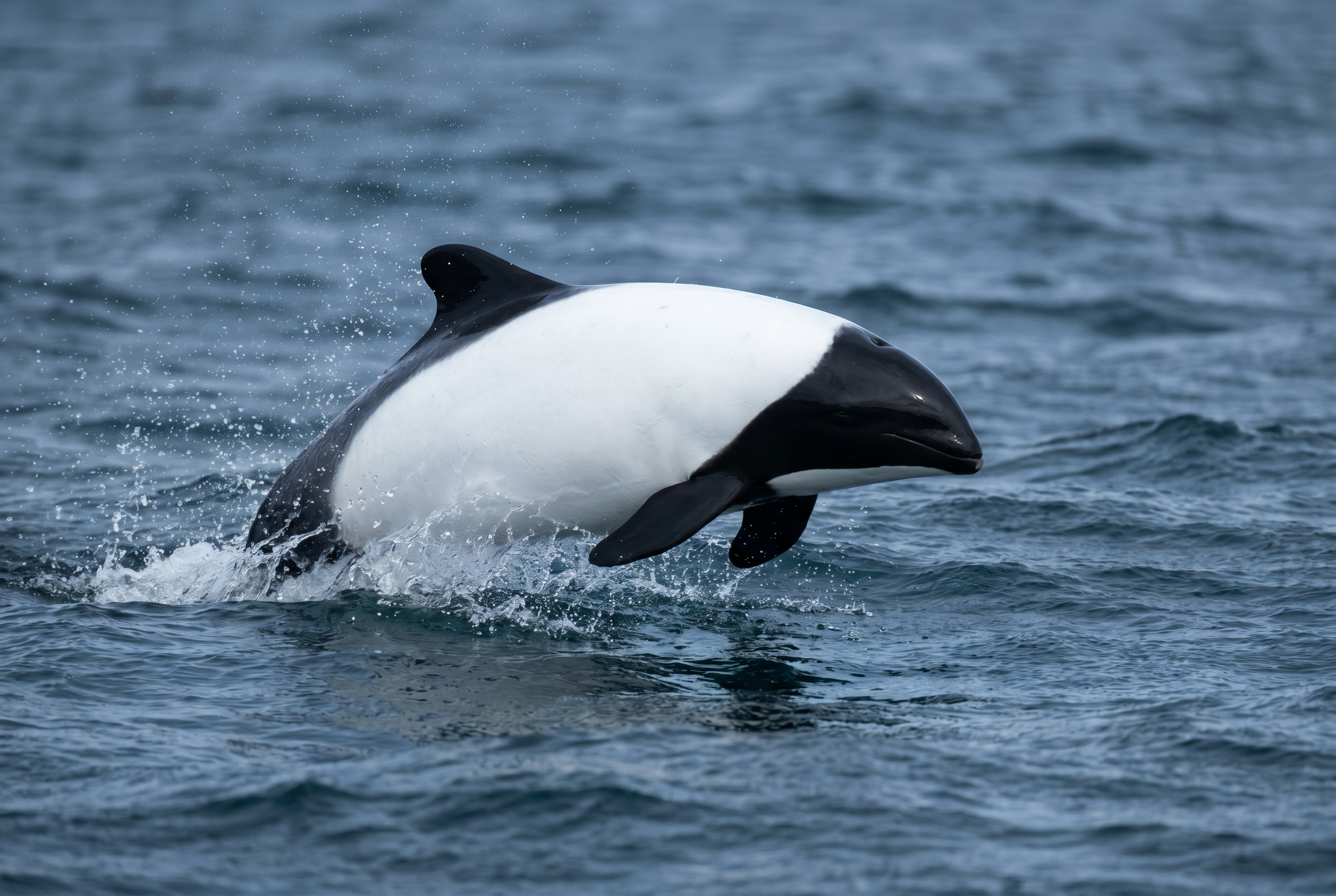 Commerson's Dolphin