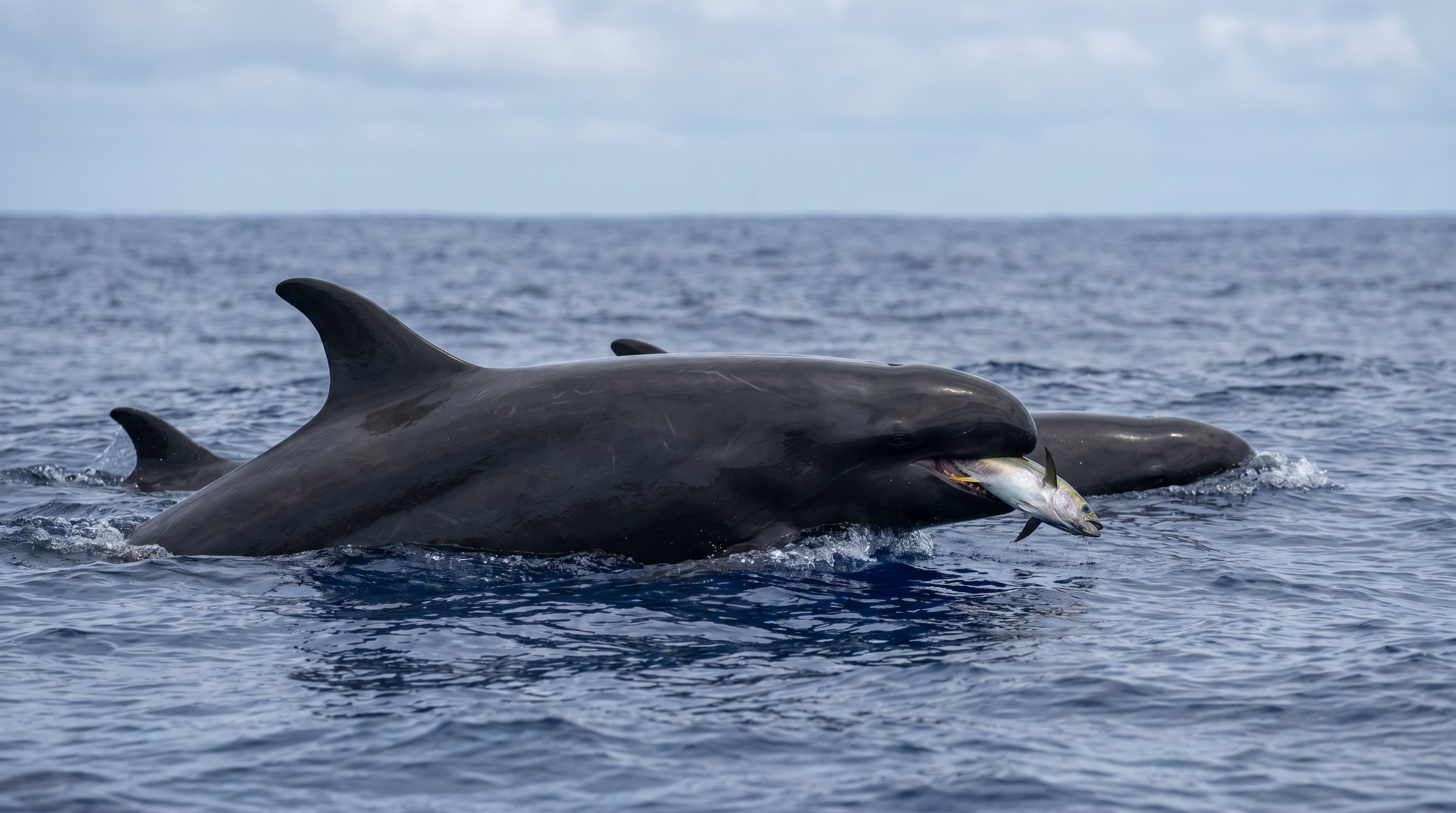 False Killer Whale