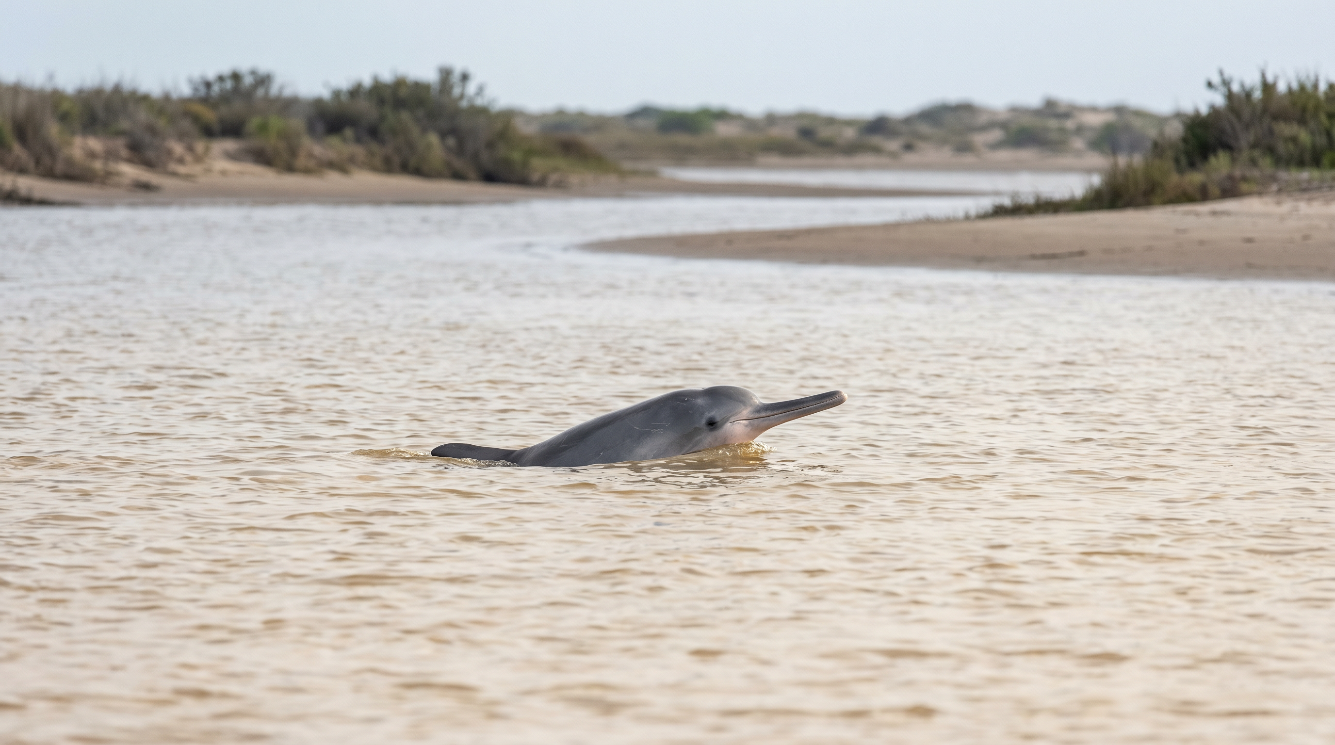 Franciscana River Dolphin
