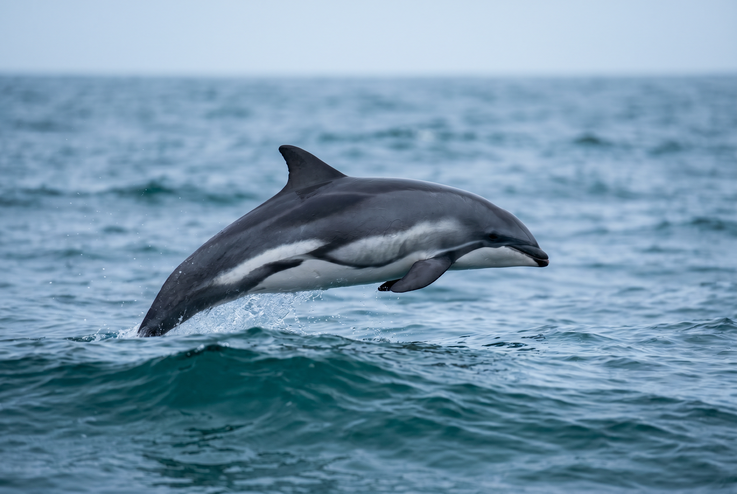 Heaviside's Dolphin