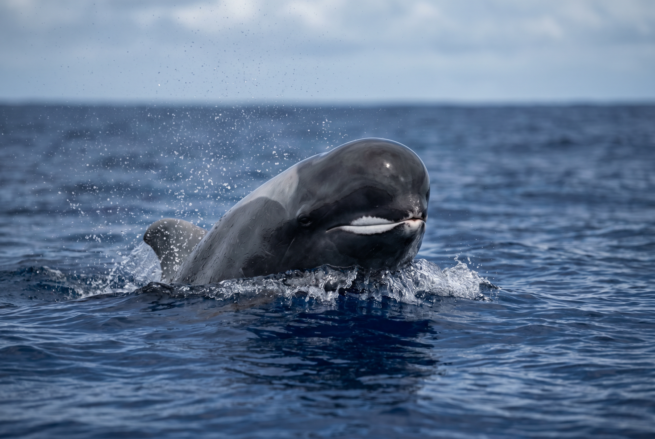 Melon-headed Whale