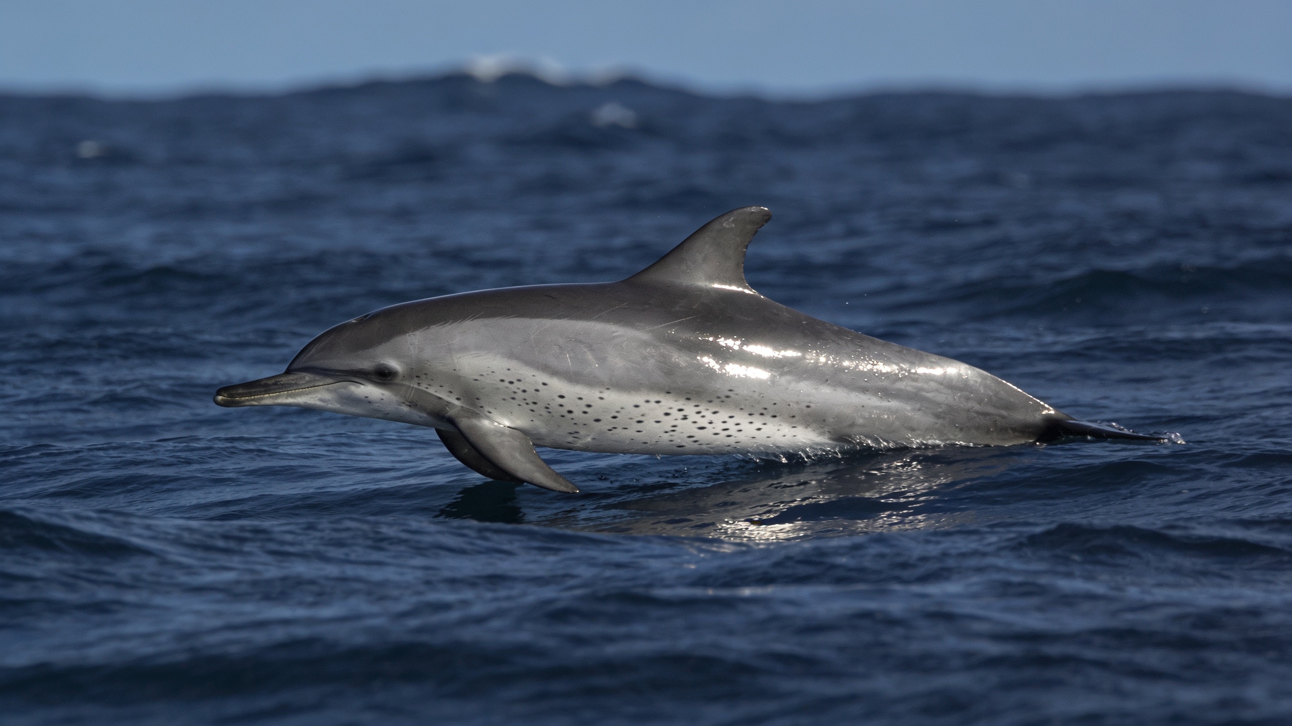 Pantropical Spotted Dolphin