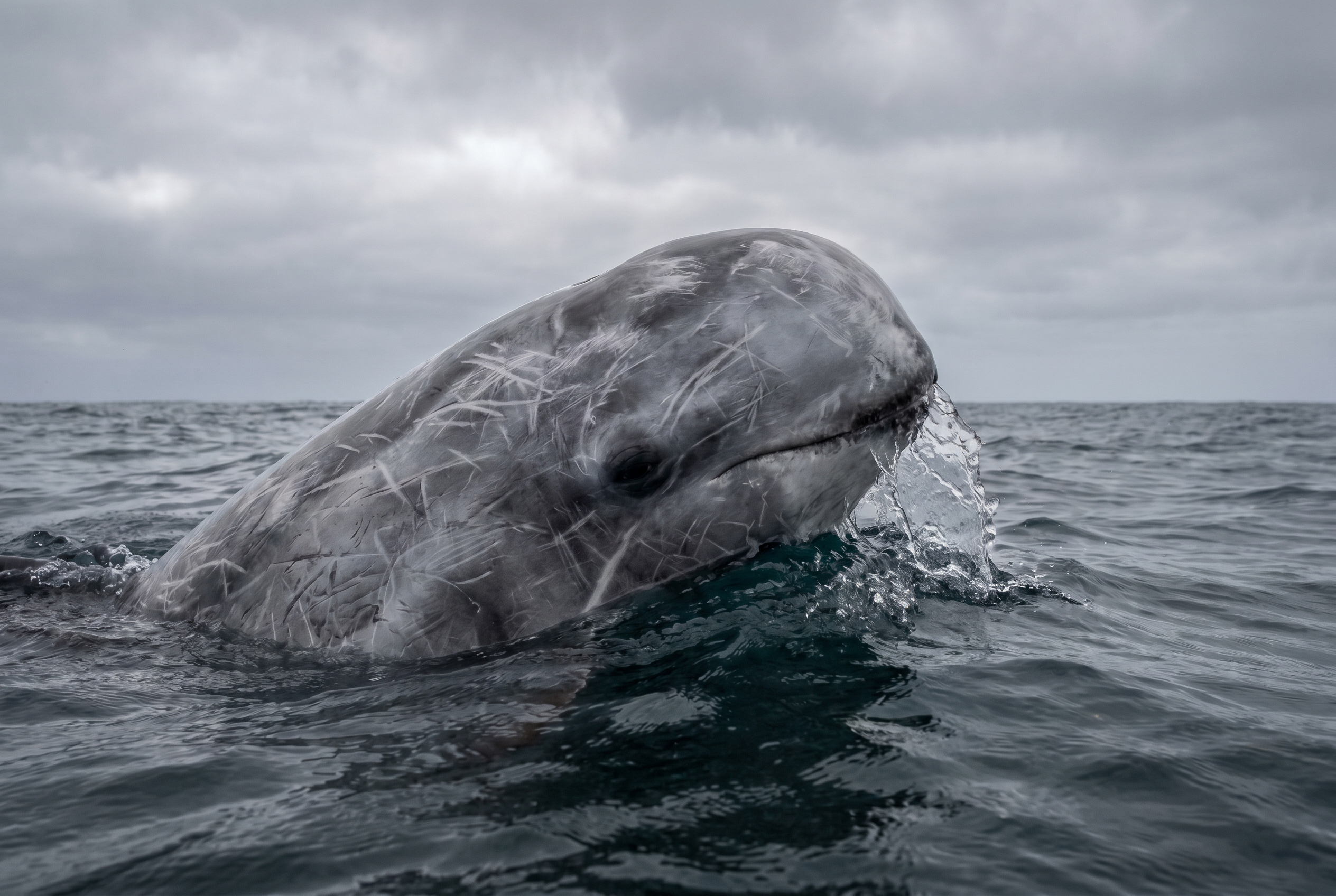 Risso's Dolphin