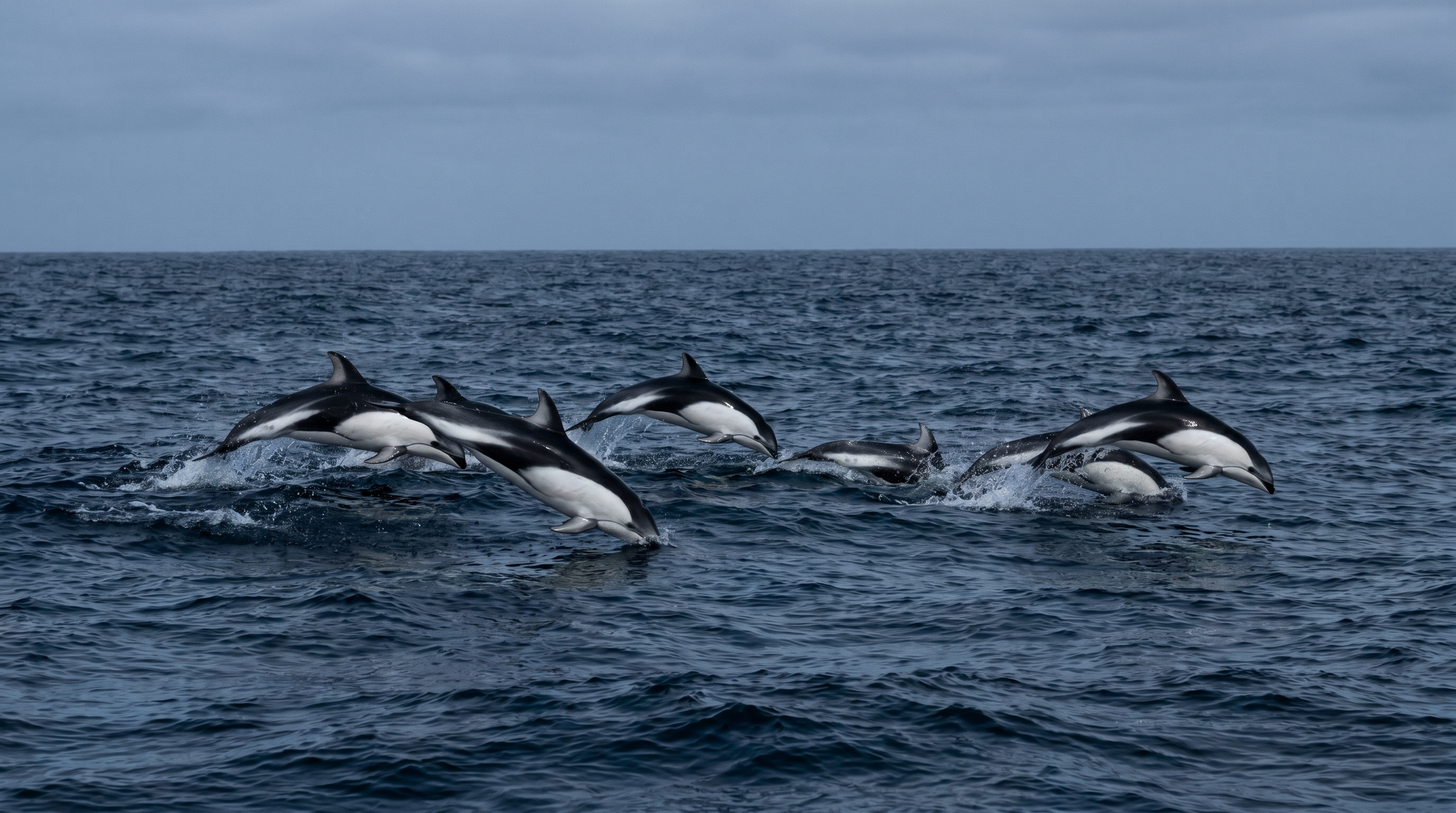 Southern Right Whale Dolphin