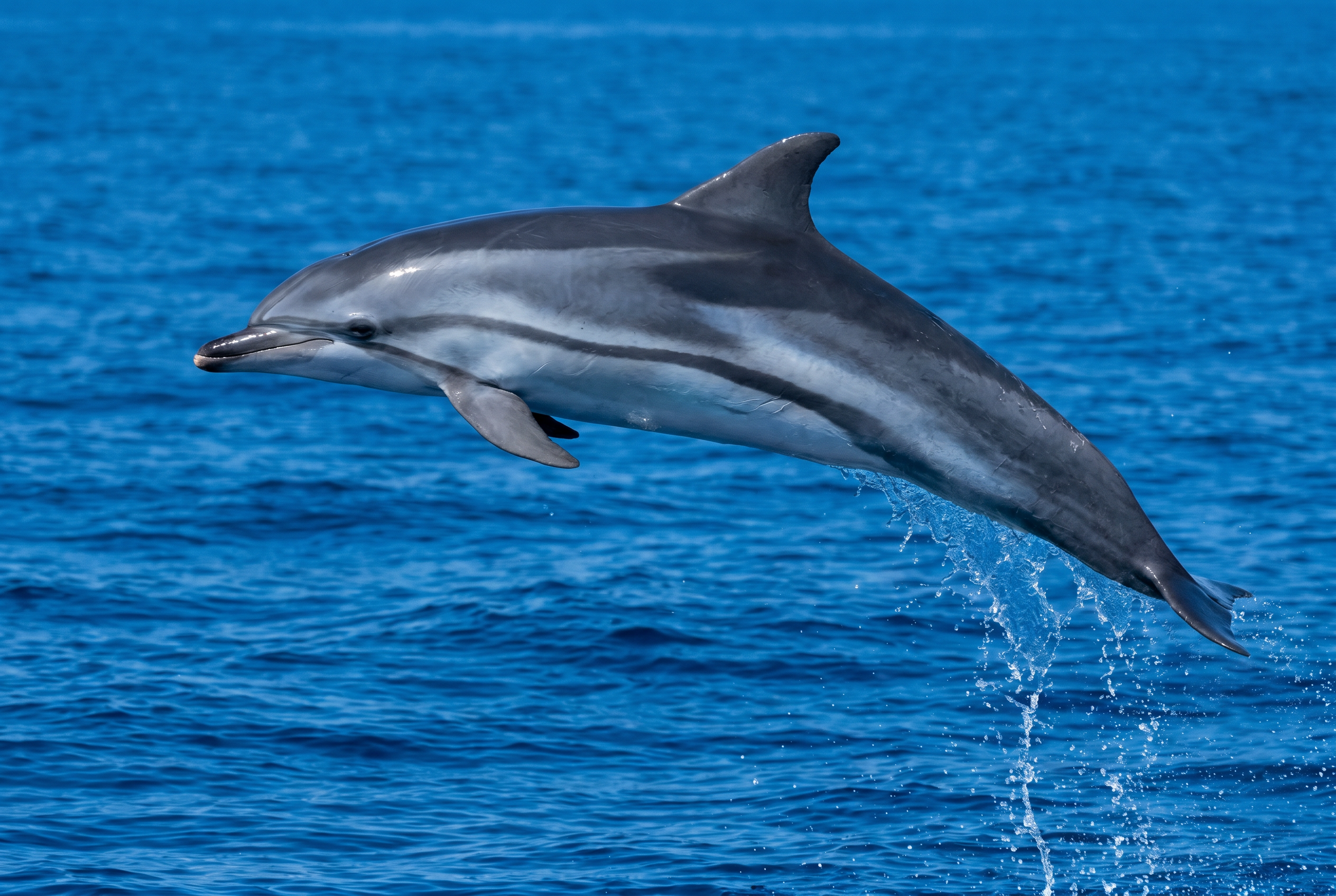 Striped Dolphin